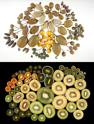 Kiwifruit, green, raw