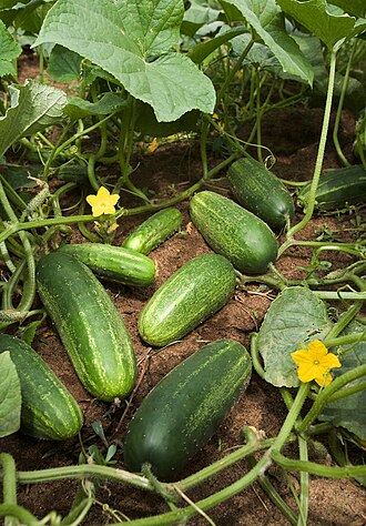 Cucumber, with peel, raw