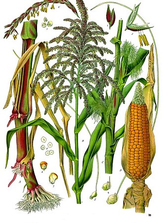 Corn grain, white