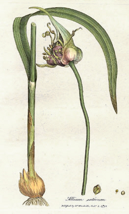 Garlic, raw