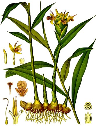 Ginger root, raw