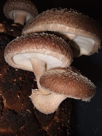 Mushrooms, shiitake, raw