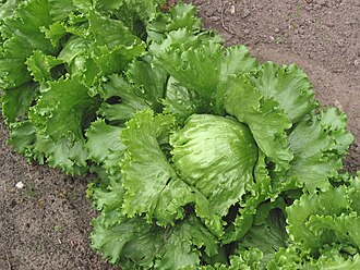 Lettuce, iceberg (includes crisphead types), raw