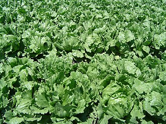 Lettuce, green leaf, raw