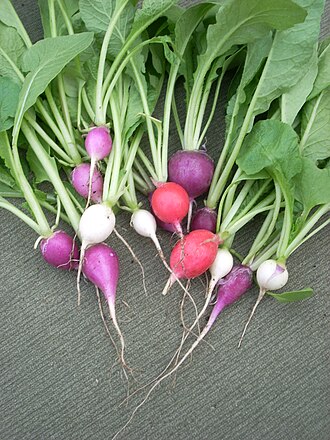 Radishes, raw