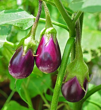 Eggplant, cooked, boiled, drained, with salt