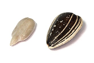 Seeds, sunflower seed kernels, dry roasted, with salt added