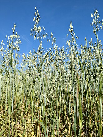 Oats (Includes foods for USDA's Food Distribution Program)