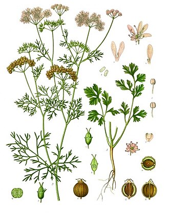 Coriander (cilantro) leaves, raw