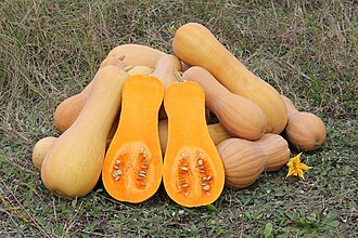 Squash, winter, butternut, cooked, baked, with salt