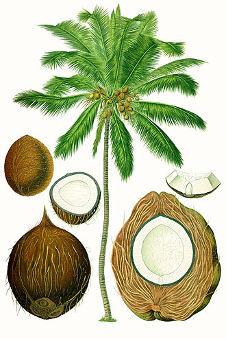 Nuts, coconut meat, dried (desiccated), not sweetened