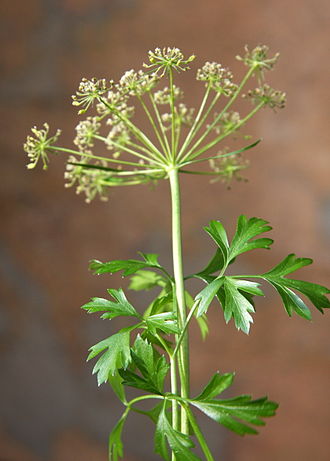 Parsley, fresh