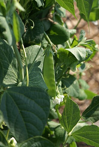 Peas, edible-podded, frozen, cooked, boiled, drained, without salt