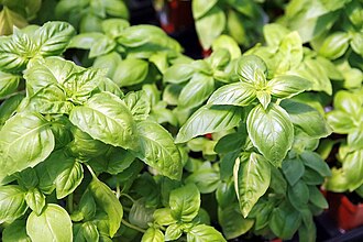 Spices, basil, dried