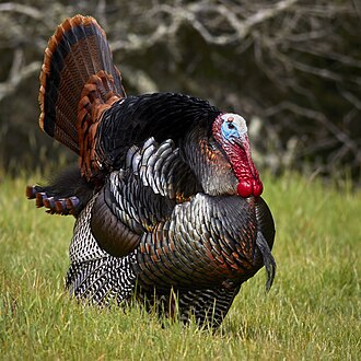 Turkey, whole, wing, meat only, cooked, roasted