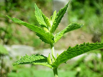 Spearmint, dried