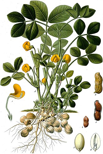 Peanuts, all types, raw