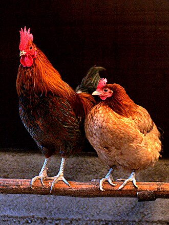 Chicken, broilers or fryers, leg, meat and skin, cooked, roasted