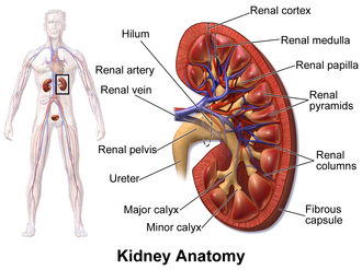 Veal, variety meats and by-products, kidneys, cooked, braised