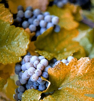 Grapes, american type (slip skin), raw