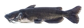 Fish, catfish, channel, farmed, cooked, dry heat
