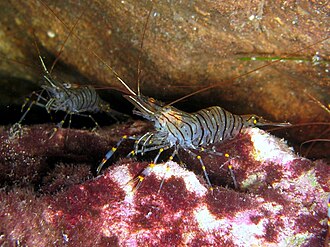 Crustaceans, shrimp, cooked