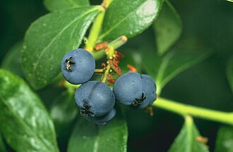 Blueberries, raw