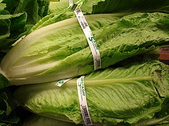 Lettuce, romaine, green, raw
