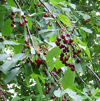 Cherries, sweet, dark red, raw