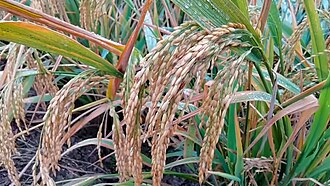 Rice, white, long grain, unenriched, raw