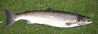 Fish, salmon, Atlantic, farm raised, raw