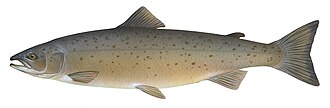 Fish, salmon, baked or broiled
