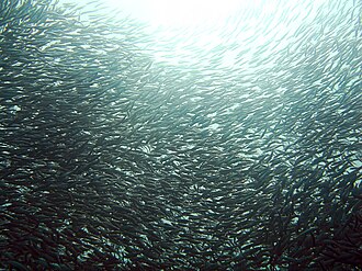 Fish, sardines, canned