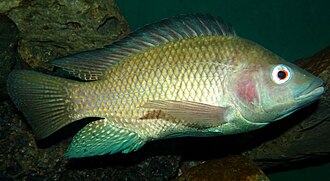 Fish, tilapia, NFS