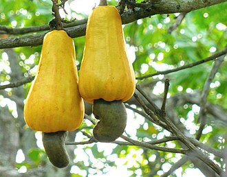 Cashews, NFS