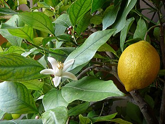 Lemon, raw