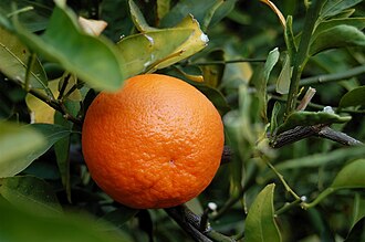 Tangerine, raw