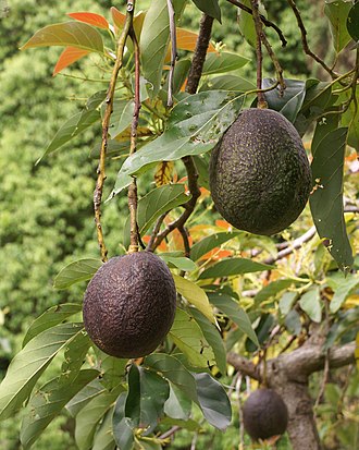 Avocado, raw
