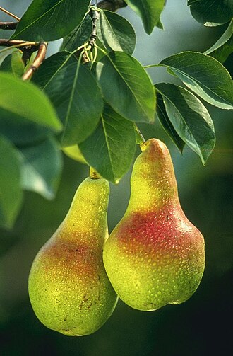Pear, raw