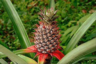 Pineapple, raw