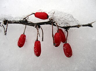 Berries, NFS