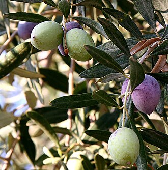 Olives, NFS