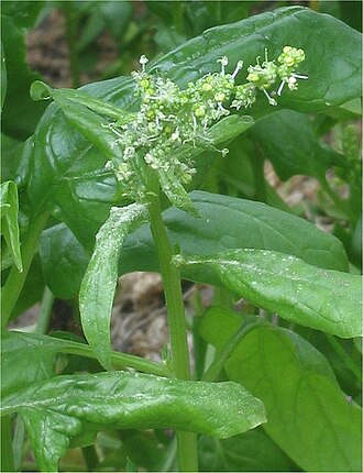 Spinach, cooked, as ingredient