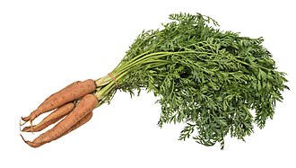 Carrots, cooked, as ingredient