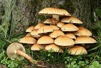 Mushrooms, cooked, as ingredient