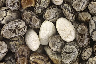 Chia seeds, dry, raw
