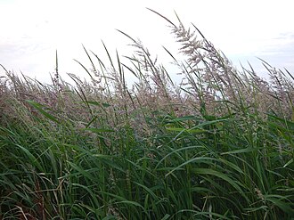 Wild rice, dry, raw