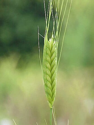 Einkorn, grain, dry, raw