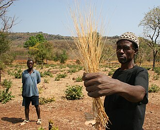 Fonio, grain, dry, raw