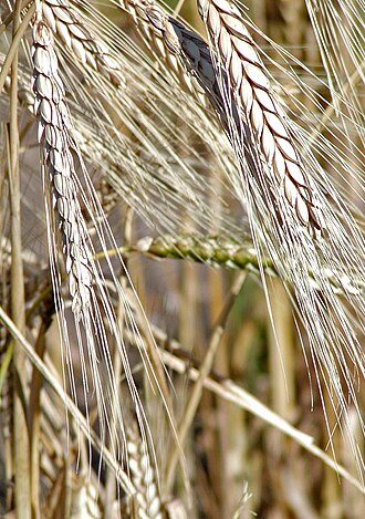 Khorasan, grain, dry, raw